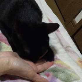 猫のふみふみの画像