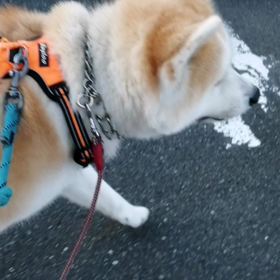 今朝は久しぶりの快晴☀️＼(^-^)／未来丸も足取り軽く飼い主にピッタリ寄り添って歩く脚側歩の画像