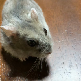 ハムスターのめりちゃん！の画像