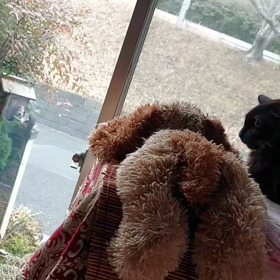 おはようございます(*^^*)雨もような朝。の画像