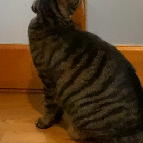 家人のひっつき猫の画像