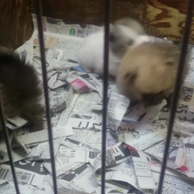 ポメラニアンの子犬動画の画像