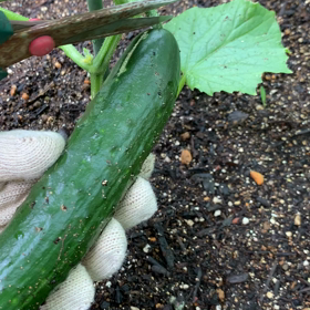 出来た！！の画像