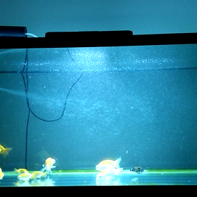 夜の水槽、その２。の画像
