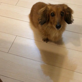 しゃべりだすワンコの画像