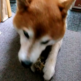 朝の楽しみの画像