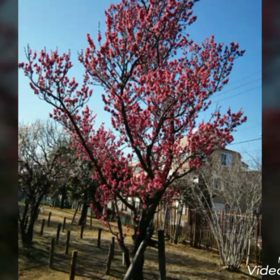 お散歩の画像