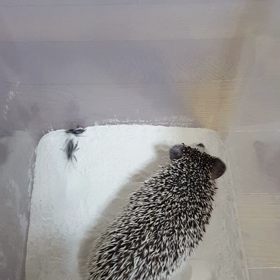 すなおVSコオロギの画像