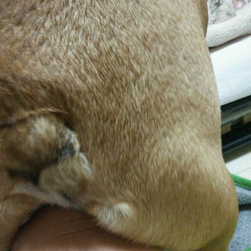 へこへこ。の画像