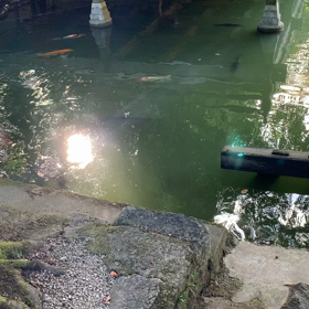 KIN156    黄色い戦士　黄色い種　音13の画像