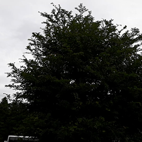 ゆくなつの画像