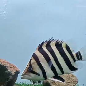 ハイパー祭り！！の画像