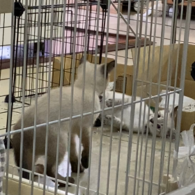 トイレ事情の画像