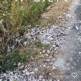 マジ　鶏冠にくるぜ　　狩猟解禁早々　やめろややめろや〜やめろや！の画像