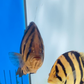 史上最強 最高額の看板魚 シャムタイガーご成約！の画像