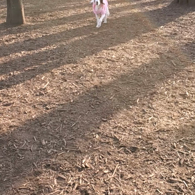 りんちゃんドッグランデビュー♡の画像