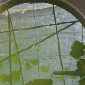 稚魚や針子の画像