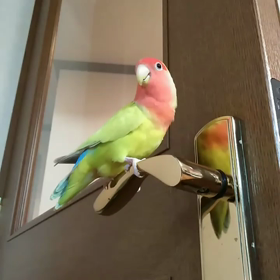 我が家のペット～コザクラのれもんの画像