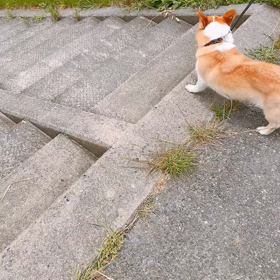 今日はかえるの日の画像