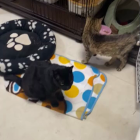 飛鳥くんとヤマトくんの画像