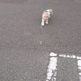 お散歩動画 モンド＆ショコラの画像