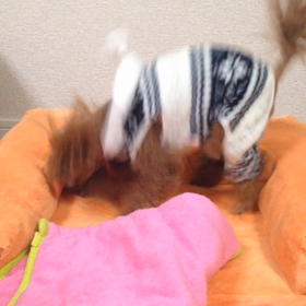 洋服はイヤイヤ その2の画像