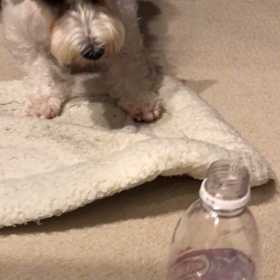 ランディさんの身の回りは天敵だらけ⁉️の画像