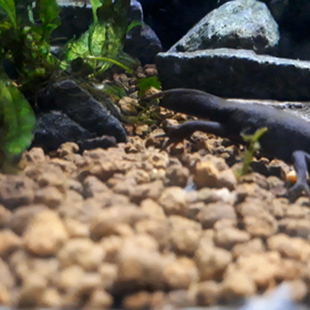 観察日記の画像