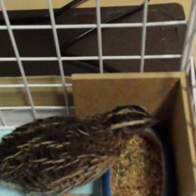 かわいいステップ(ﾉ≧▽≦)ﾉの画像