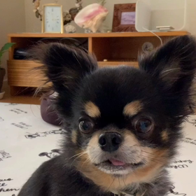 subarux cafe × 爆笑問題の画像