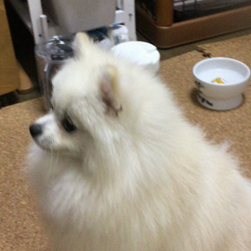 ドッグラン^ ^の画像