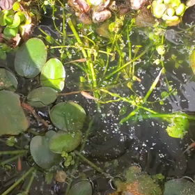 メダカたちがすごく元気！の画像