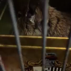 デグーのピーター笑う（笑）の画像