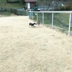 たまには動画をの画像
