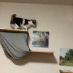 富士フイルム、オリエンタルランド株主優待、クリスマスケーキ、デール、とにかく忙しい師走。の画像