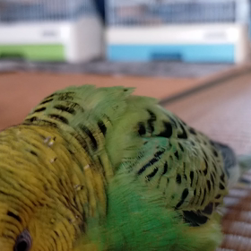 今朝のインコの画像