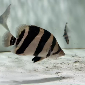 極上リアルバンド 販売魚！の画像