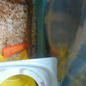 枝をガリガリする福たんの画像