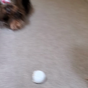 ライムとポンポンの画像