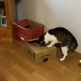 10万円給付に喝！オミクロンにデールに喝！猫動画。の画像