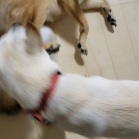 ワンプロの画像