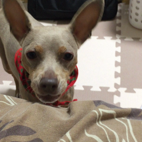 【パワーストーンと愛犬】心の癒し♫の画像