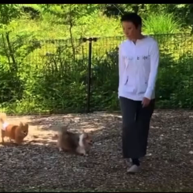 里親募集！の画像