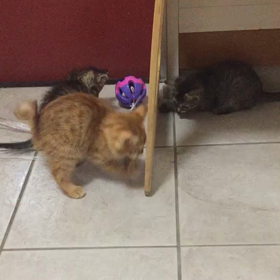 カヌレくん、ホタルちゃん、心愛ちゃんの画像