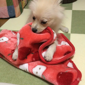 かみかみの画像