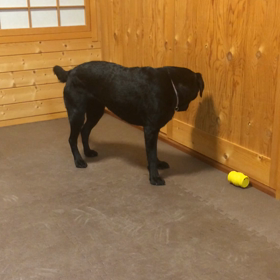 オモチャ取って〜遊んで〜の画像