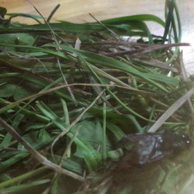 ちちろ虫の画像