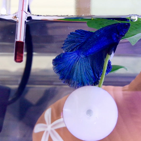 おやすみリーフに挟まるベリーくんの画像