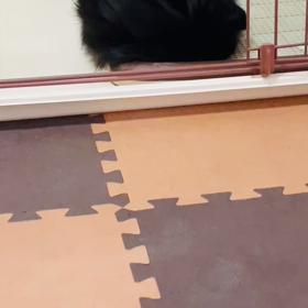 2022年8月18日　初梨の画像