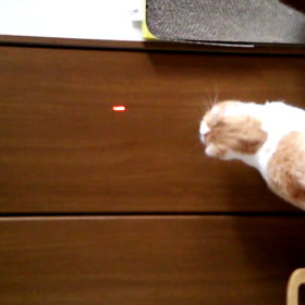 10/17 レーザービ～ム☆[動画]の画像